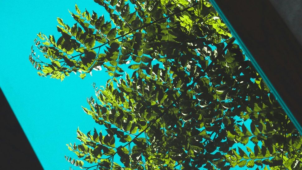 Ce se întâmplă dacă privești zilnic peisaje din natură. Cum te poate influența acest lucru