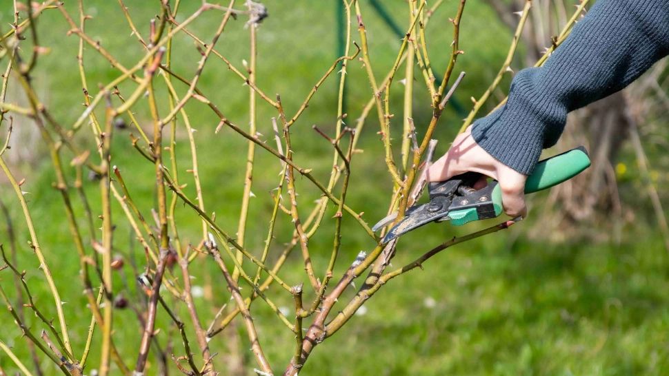 Cum să cureți trandafirii primăvara. Trucul secret al grădinarilor cu experiență pentru flori spectaculoase până toamna târziu