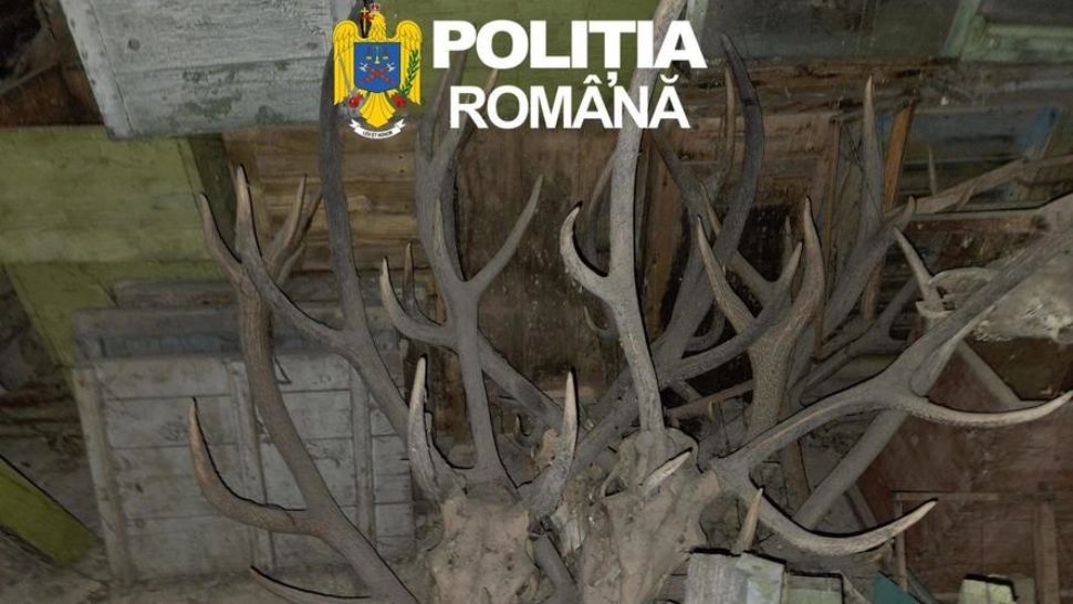 Percheziții de amploare în Arad: arme ilegale, muniție și sute de trofee descoperite. Patru suspecți, reținuți