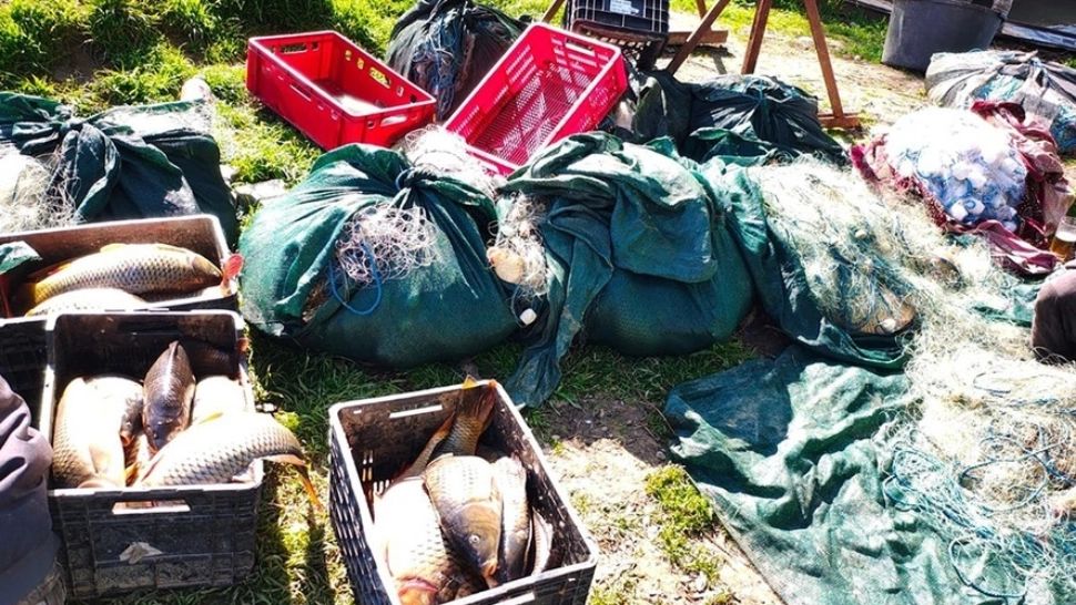 Descinderi de amploare în trei județe: sute de kilograme de pește și icre confiscate. Prejudiciu de aproximativ un milion de lei în dosar de braconaj piscicol