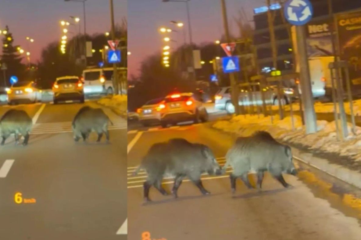 Alertă de mistreți, în cartierul bogaților din Pipera. Oamenii, rugați să rămână în case
