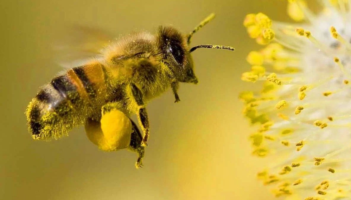 Albinele pot număra: Descoperirea surprinzătoare care schimbă tot ce știam despre inteligența insectelor