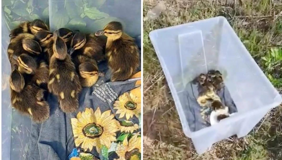 Salvare emoționantă în București: zece boboci de rață, recuperați din trafic în ultimul moment