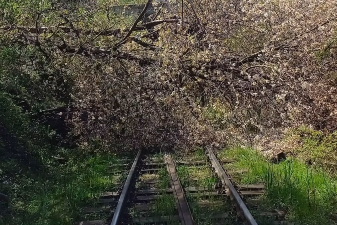 Trafic feroviar oprit în județul Timiș. Mai mulți copaci au fost doborâți de vânt pe calea ferată 