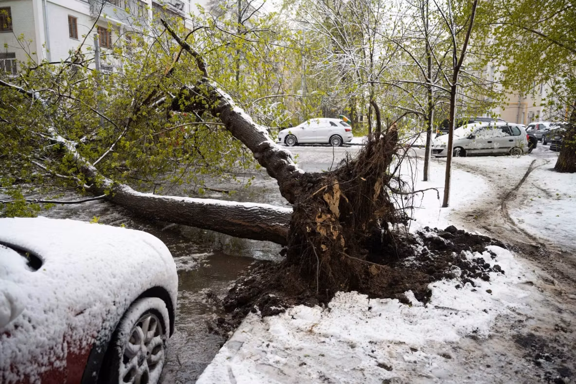 Ninsoare record în plină primăvară la Moscova. Zboruri anulate, copaci doborâți și haos în trafic - VIDEO
