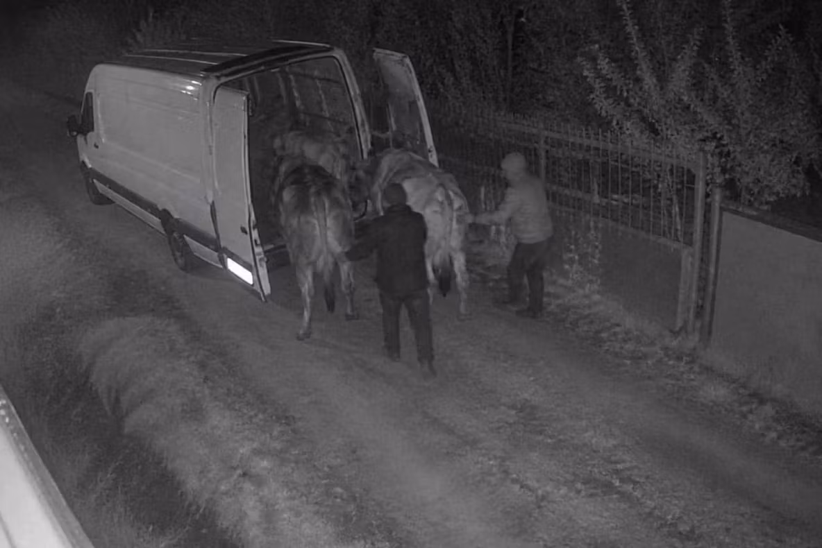 Animale furate în plină noapte! Hoții au furat inclusiv o vacă gestantă
