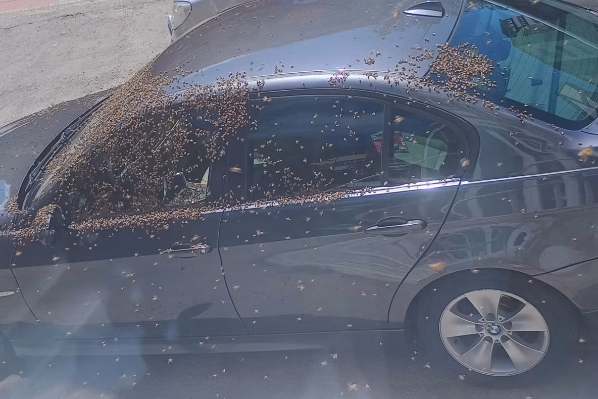 Alertă în centrul Alexandriei: zeci de mii de ALBINE au acoperit fațadele unor clădiri și mai multe autoturisme. Au fost chemați pompierii – VIDEO
