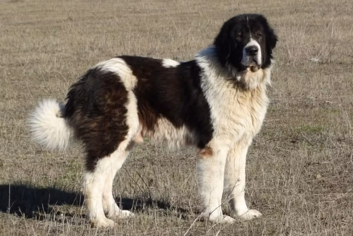 Incident șocant în județul Buzău. Un copil de patru ani a fost ucis de un câine de pază