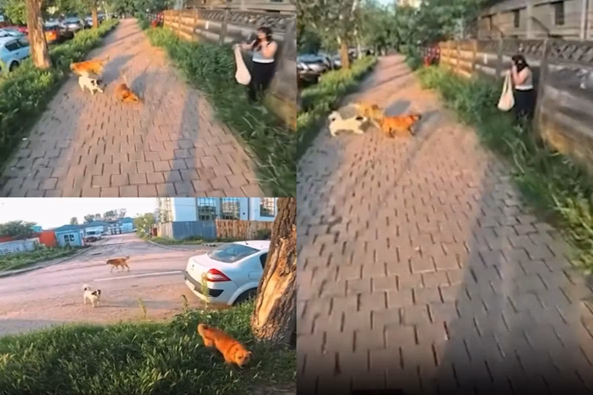 Scene de groază pe o stradă din Iași: femeie atacată de câini. Un adolescent de 17 ani a sărit să o salveze 