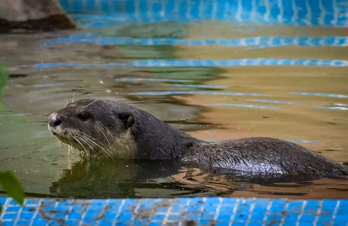Un castor turbat a atacat un copil de 8 ani. Scene de groază pe malul unui lac din Statele Unite – VIDEO