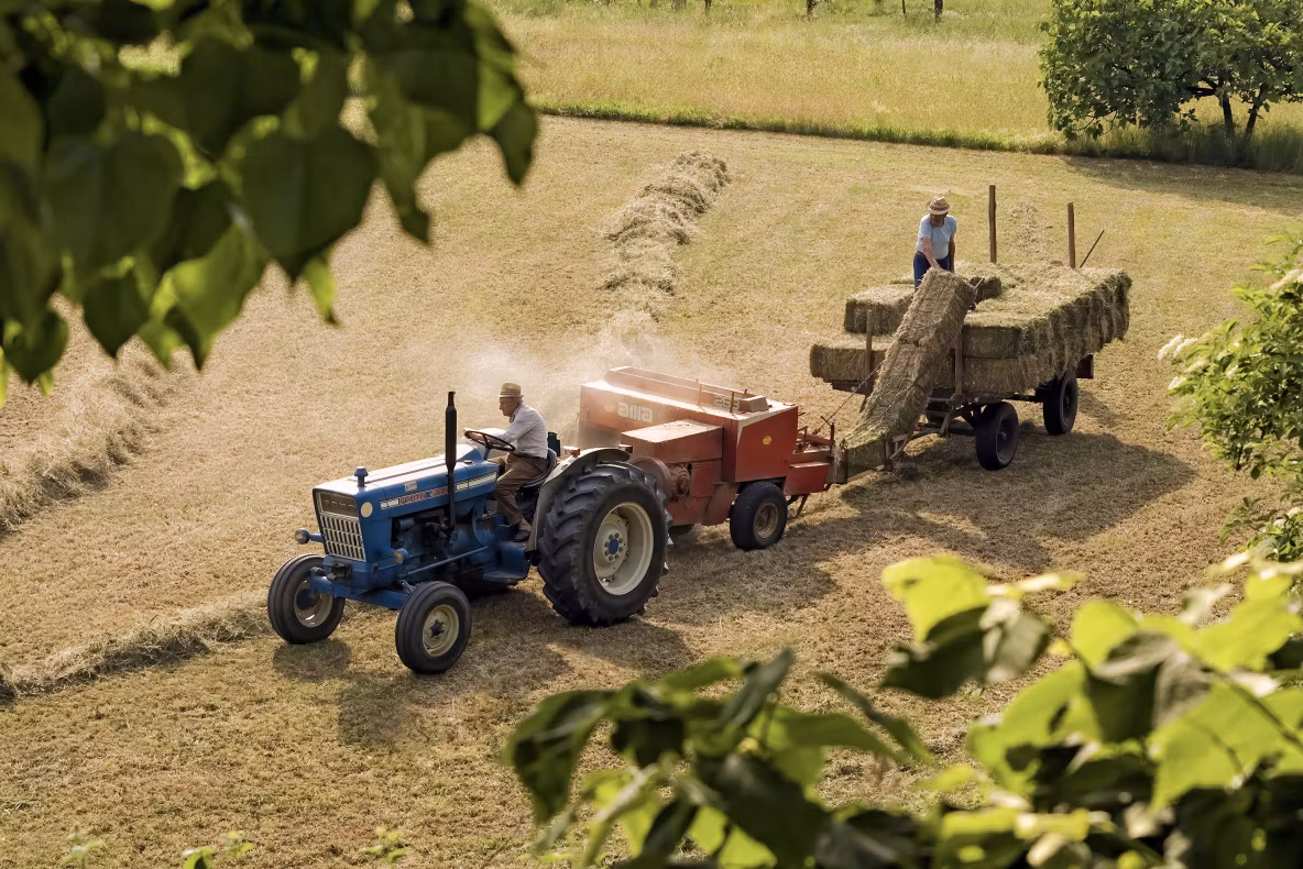 Fermierii ar putea primi subvenții de până la 50 de euro pe animal. MADR pregătește noi ajutoare pentru sectorul agricol