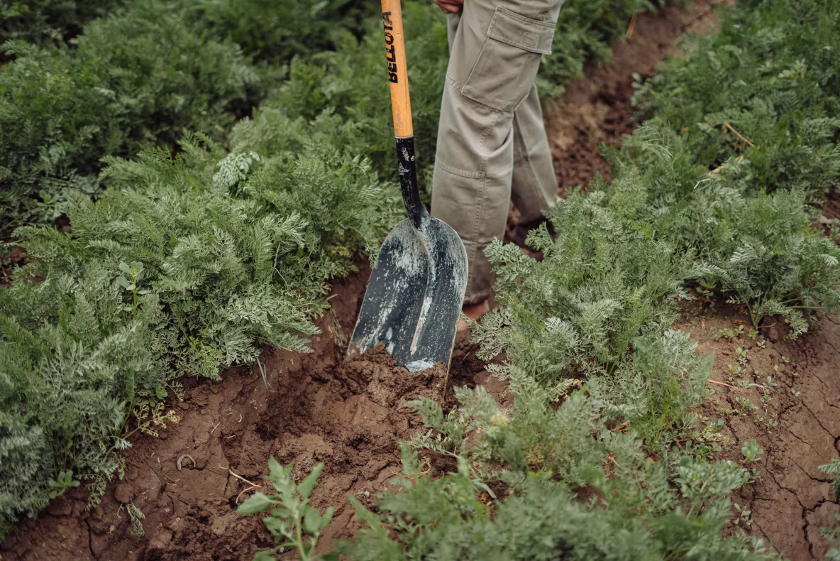 Insecticide naturale pentru a ține dăunătorii de grădină la distanță. Se prepară rapid și sunt la îndemâna oricui 