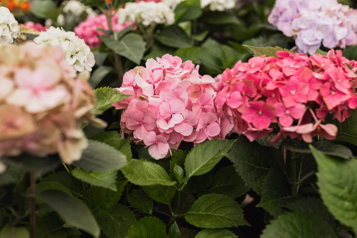 Trucul simplu care poate schimba culoarea hortensiilor. Ingredientul banal din bucătărie care influențează nuanța florilor