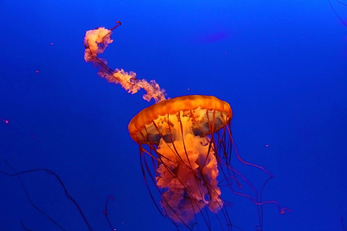 O nouă specie de meduză-cutie extrem de veninoasă a fost identificată în apropiere de Singapore