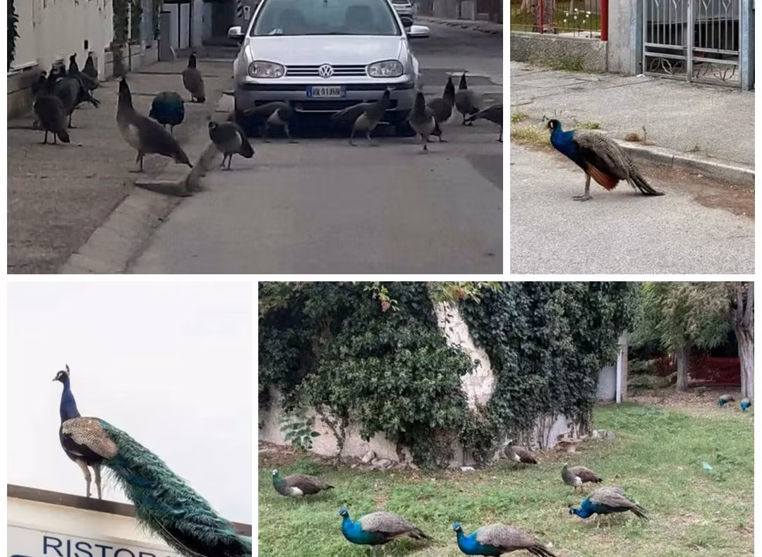 Oraș terorizat de păuni, în Italia. Oamenii nu mai dorm noaptea, iar păsările au ajuns să atace mașinile – VIDEO