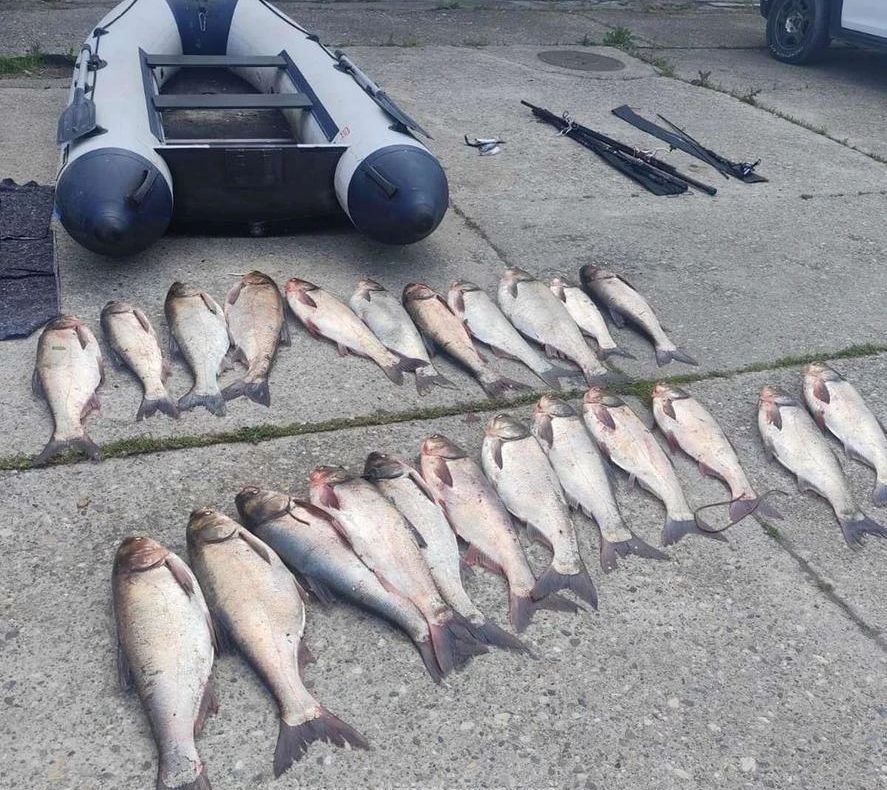 Captură importantă a Poliției de Frontieră: peste 200 de kilograme de pește braconat, descoperite în Teleorman și Constanța