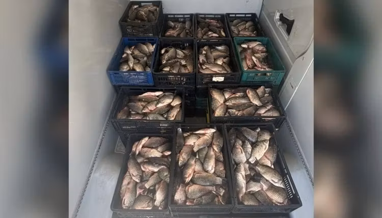 Aproape 800 de kilograme de pește capturat ilegal, descoperite într-un microbuz din Constanța