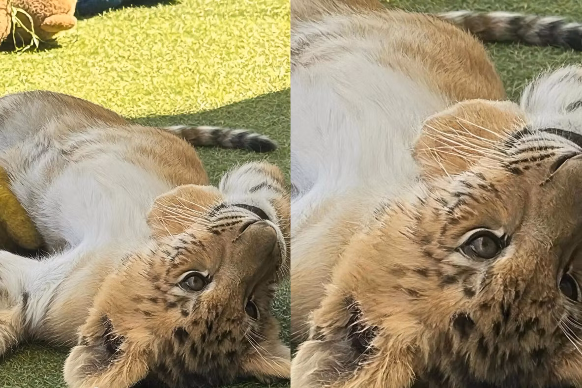 Tragedie la zoo din Suceava: ligru, atracția principală, a murit în incendiul devastator