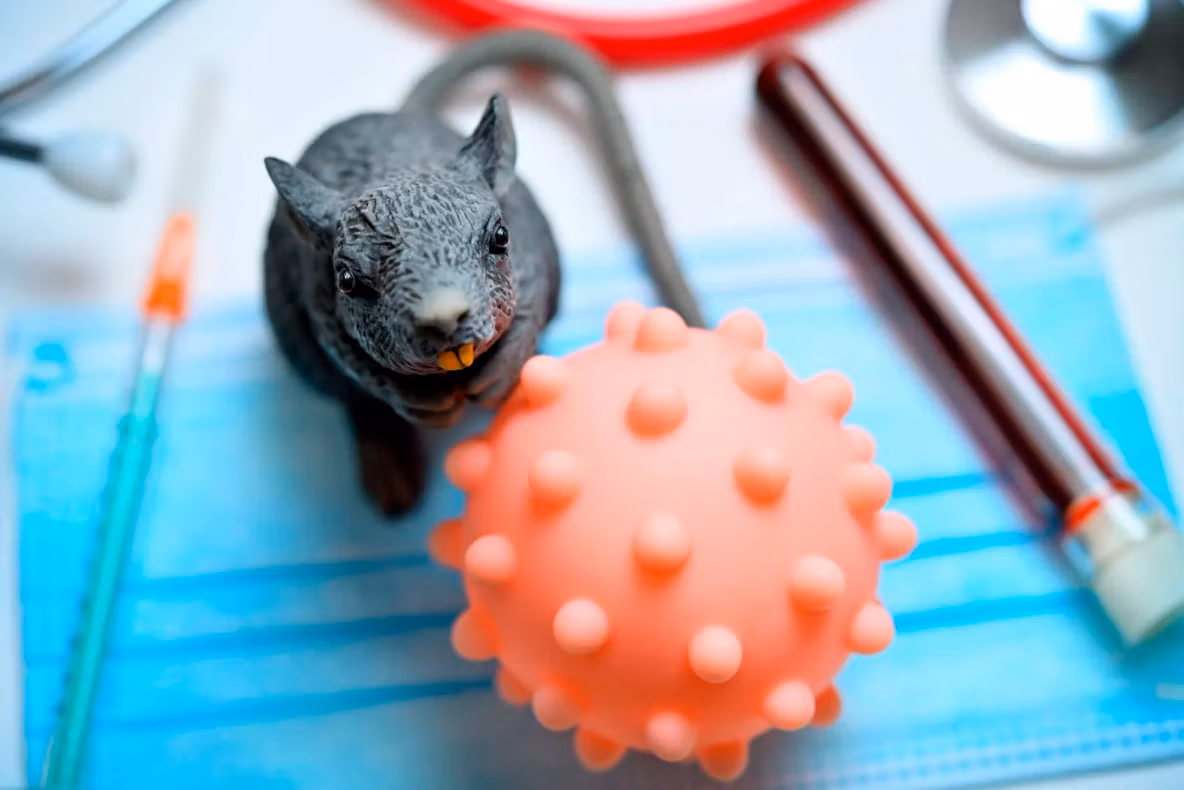 Hantavirus: care este riscul de propagare, în condițiile în care fiecare țară își alege propriile reguli de izolare?
