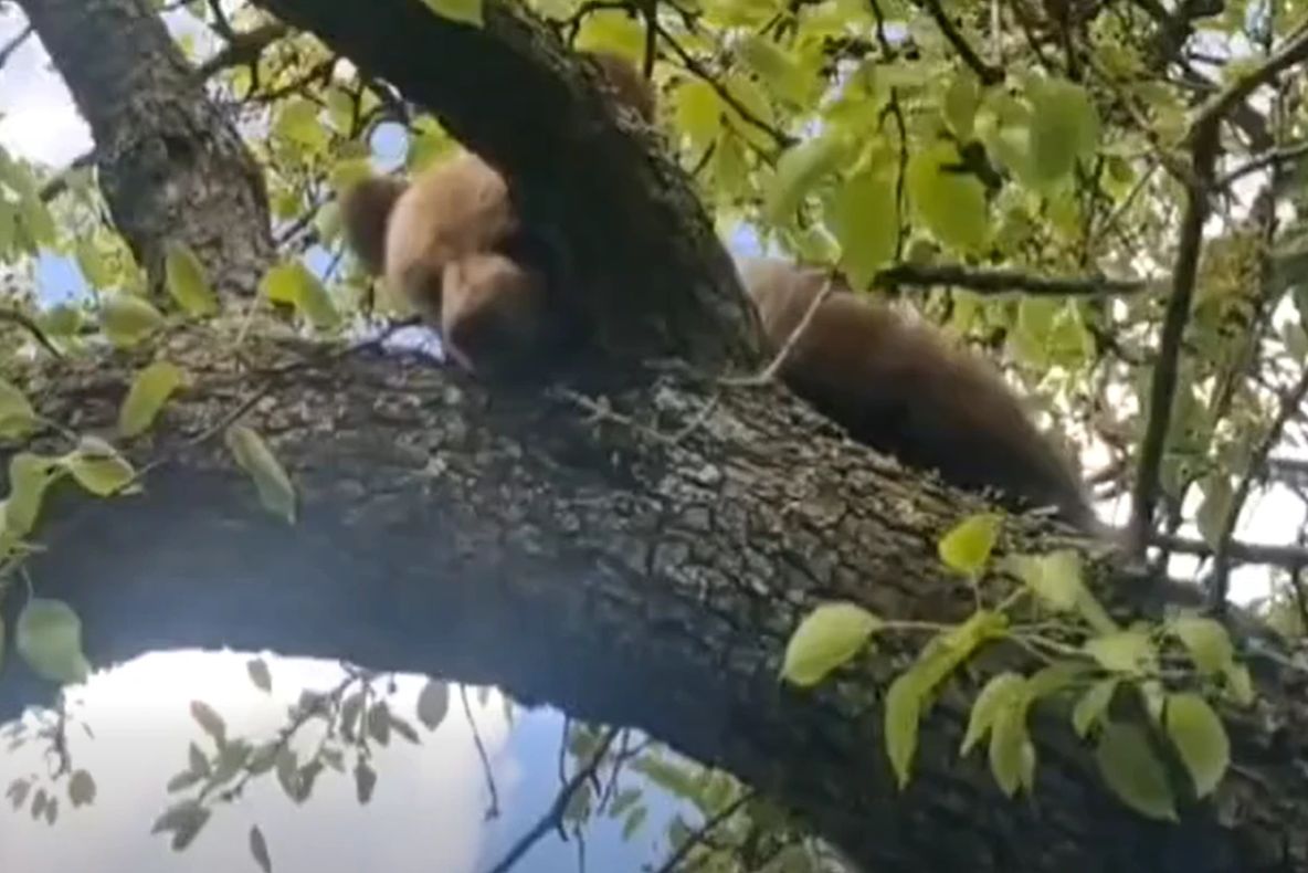 Pui de urs blocat într-un copac, salvat după o intervenție de trei ore a jandarmilor - VIDEO