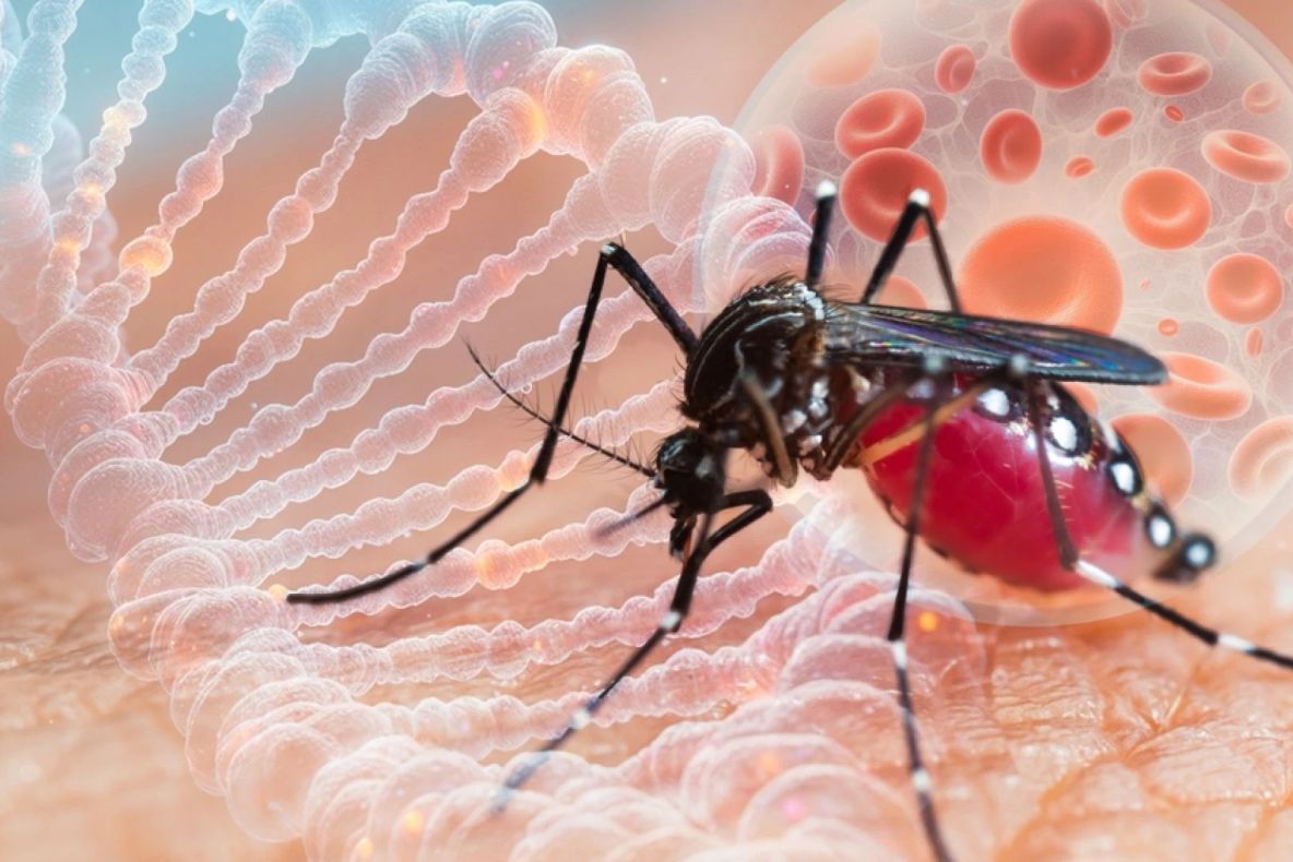 Europa ar putea deveni zonă de risc pentru virusul chikungunya. Cercetătorii avertizează asupra efectelor schimbărilor climatice