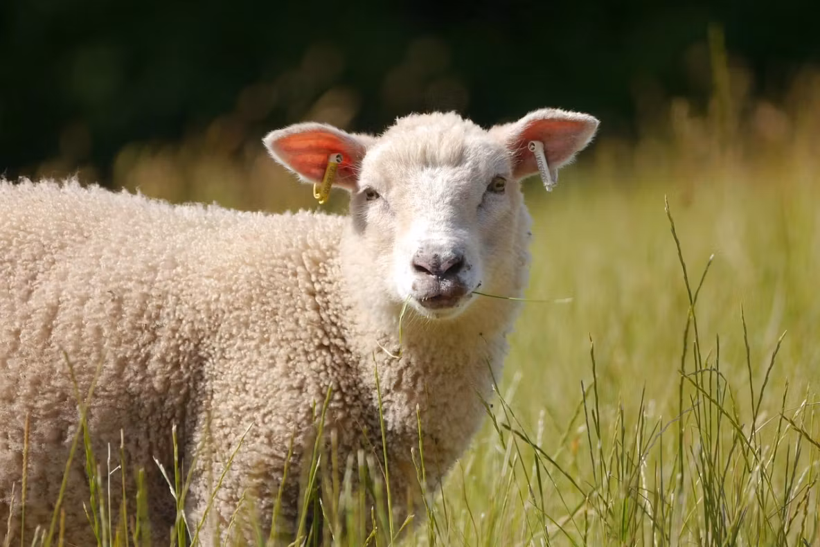 Alertă în Mureș: focar de pestă la ovine. Autoritățile au impus restricții