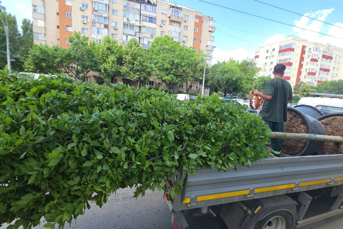 Calea Văcărești, mai verde și mai accesibilă mijloacelor de transport public.  Peste 300 de arbori vor încadra calea de rulare a tramvaielor, pentru a reduce poluarea, zgomotul produs de trafic și disconfortul termic