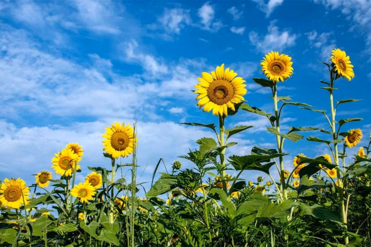 România ar putea să aibă o producţie de seminţe de floarea soarelui de doar 1,5 tone la hectar, din cauza vremii. Avertisemntul sumbru al experților agricoli ucraineni