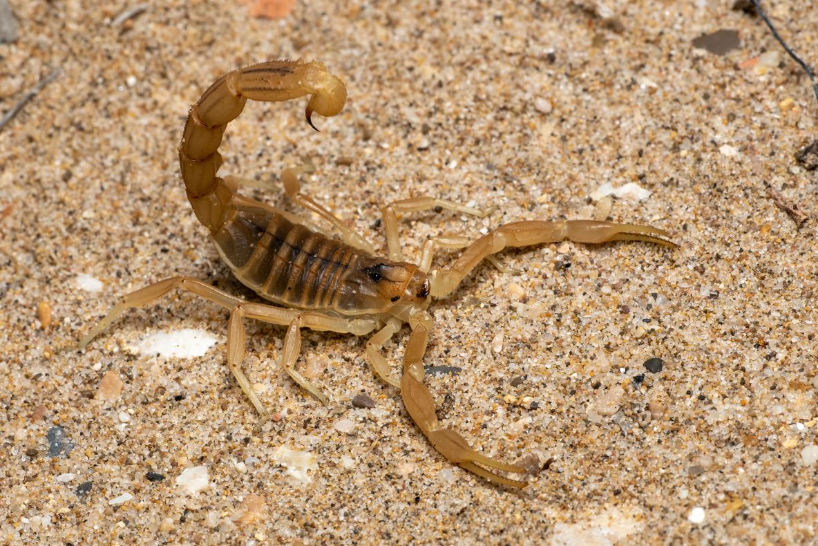 Descoperire remarcabilă: un scorpion uriaș. Ce dimensiune a avut artropodul