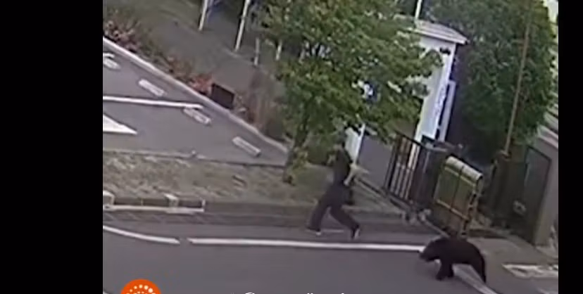 Incident neobișnuit în Japonia. Un bărbat a fost atacat de un urs în incinta unei fabrici