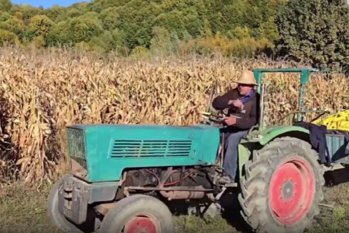 Motorina a devenit un lux Fermierii culeg porumbul cu mâinile