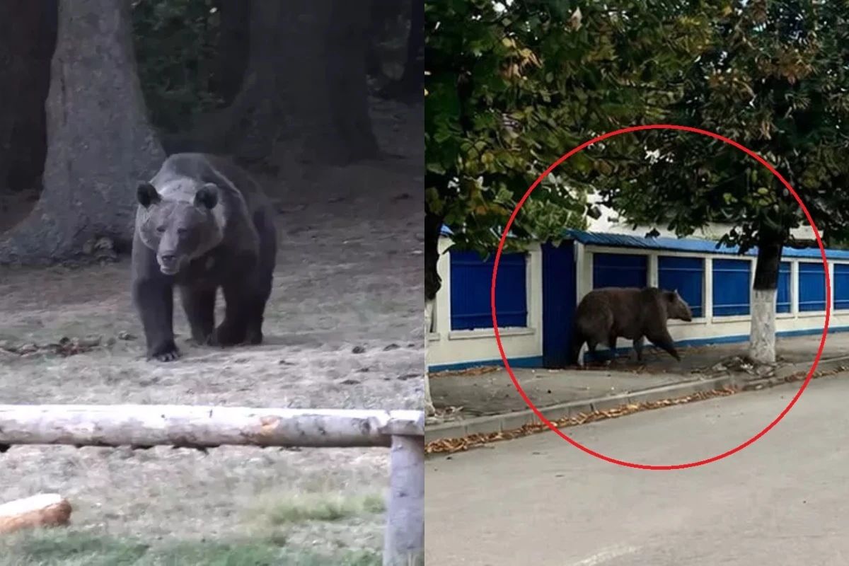 Ursul cu cinci picioare care a pus autoritățile pe jar la Câmpina. O imagine creată cu AI a dus la emiterea unui mesaj RO-Alert