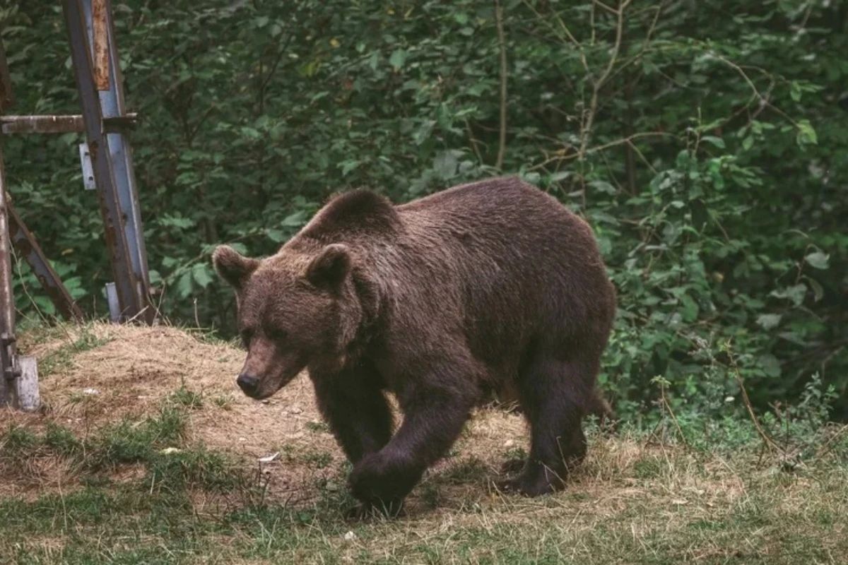 Alertă în Sibiu! O ursoaică însoțită de trei pui, observată într-o localitate. Autoritățile au emis RO-Alert