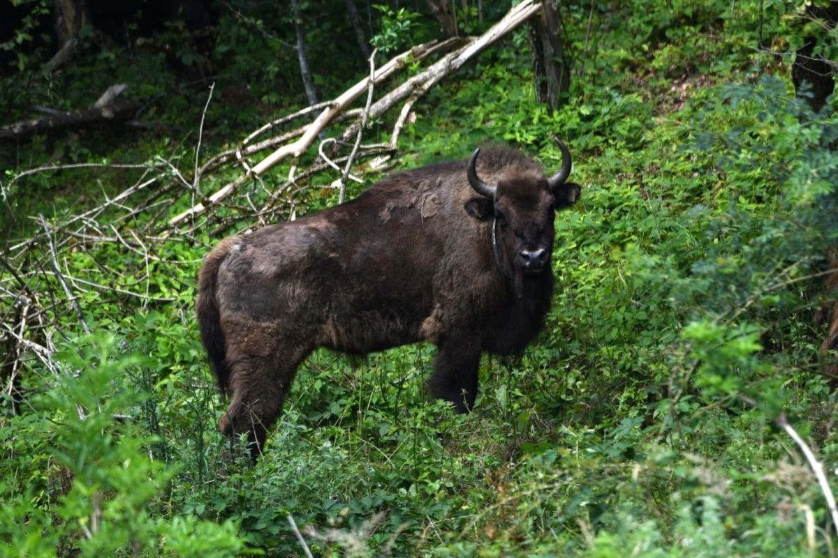 Zimbru de peste 800 de kilograme, găsit mort și decapitat în județul Bistrița-Năsăud. Suspiciuni privind un posibil braconaj