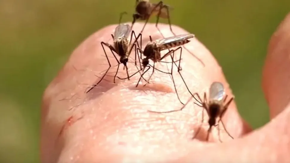 Virusul West Nile se răspândește în Europa. România, printre țările cu cazuri confirmate
