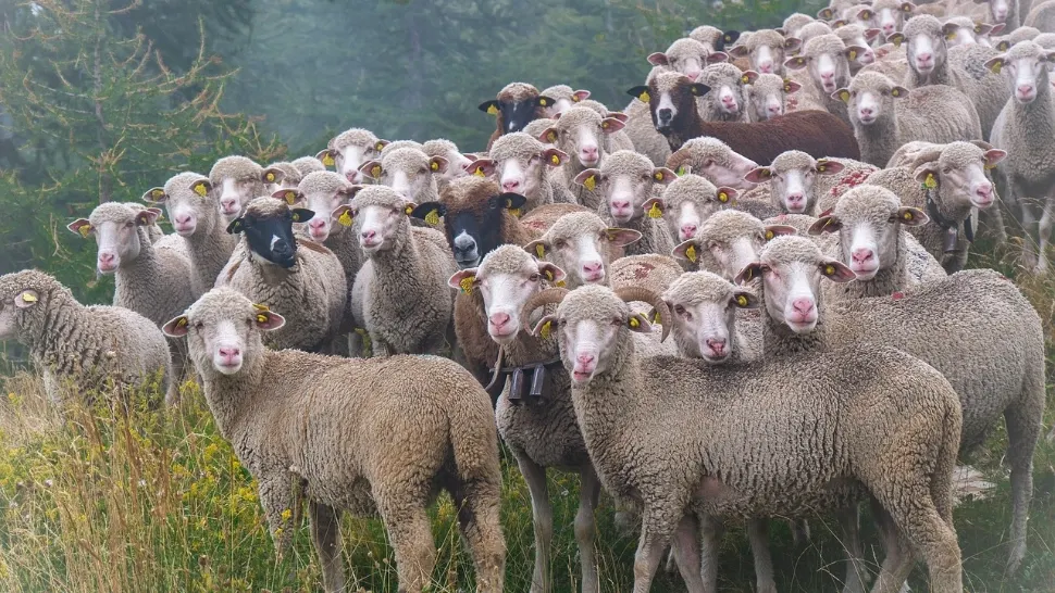  Alianţa pentru Agricultură şi Cooperare cere măsuri urgente de sprijin pentru fermieri. Întregul sector riscă să intre în colaps