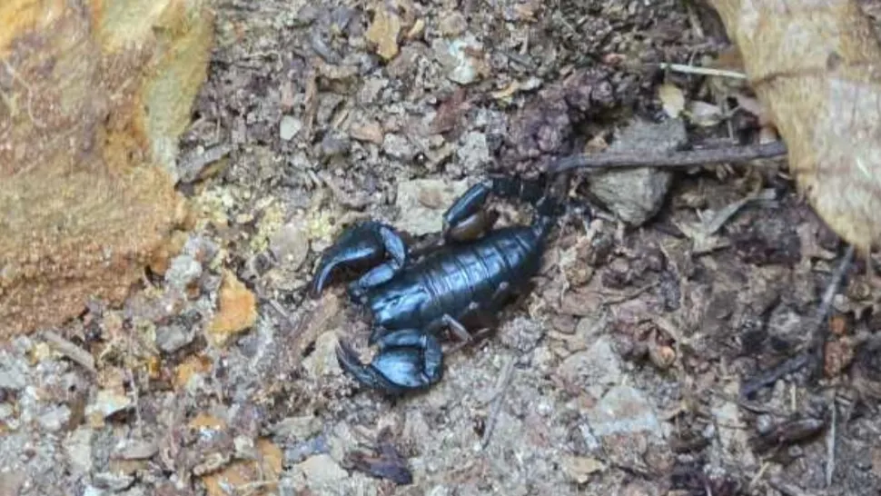 Peste zece scorpioni găsiți într-o gospodărie din Buzău. Localnicul se teme să mai atingă lucrurile din casă