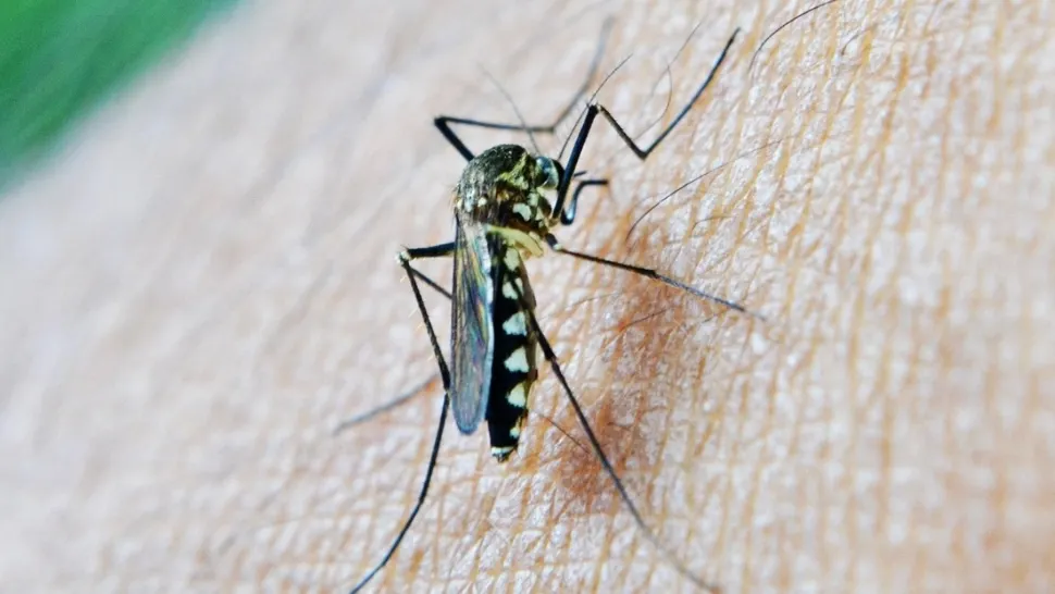 Virusul West Nile a provocat două decese în România. Opt cazuri au fost înregistrate în șapte județe și în București - cifre oficiale 
