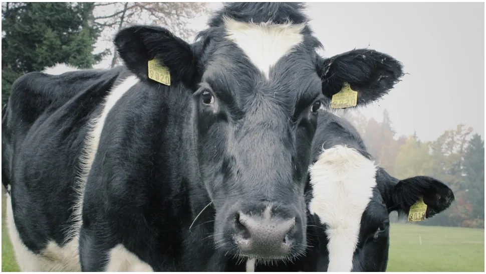 Noi subvenții pentru crescătorii de bovine. Ministrul Agriculturii a anunțat suma pe cap de animal 