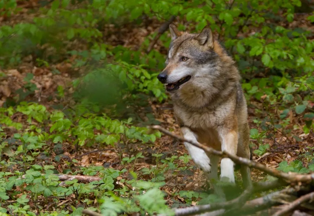 Atacurile urșilor lasă fermele fără animale. Fermierii în pragul disperării