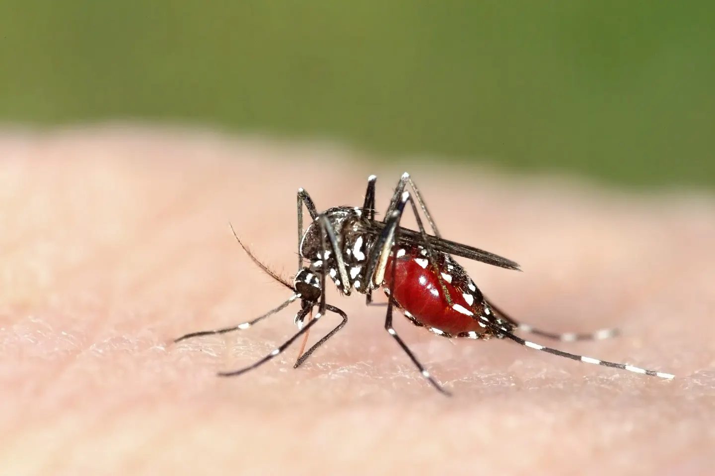 Virusul West Nile se răspândește în România. INSP: nouă cazuri confirmate și două decese în acest sezon