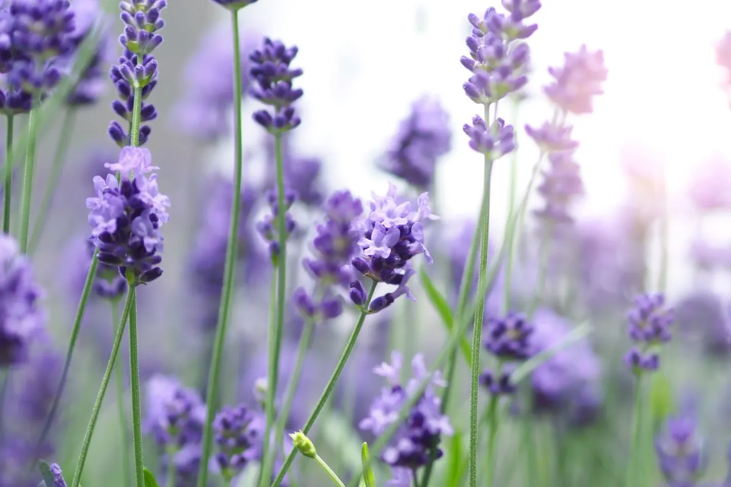 Dincolo de parfum: cum poate fi folosită lavanda în casă, pentru îngrijire personală și grădină