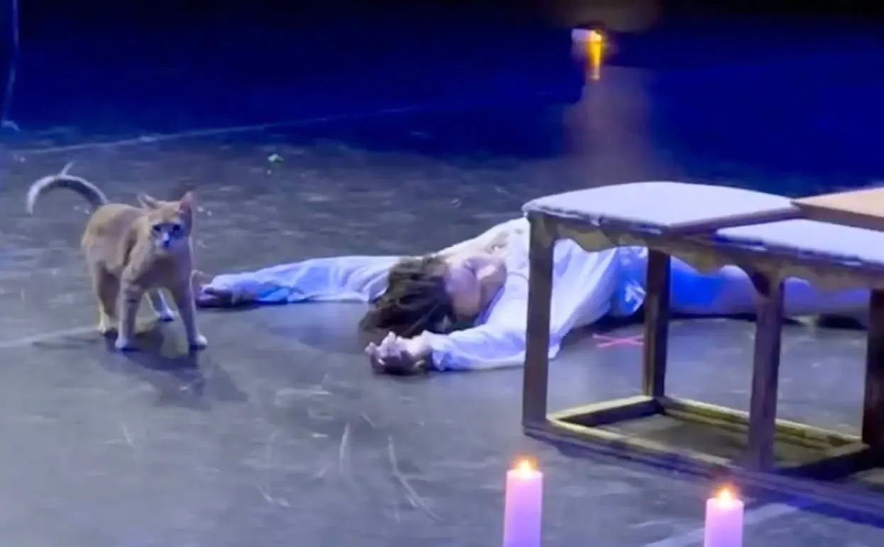 Pisică „actor principal” într-un spectacol de balet. Finalul dramatic din „Romeo și Julieta”, transformat într-un moment viral cu milioane de vizualizări