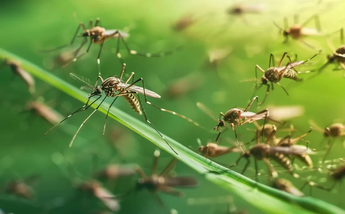  Virusul West Nile face ravagii în România. INSP: 46 de cazuri de infecție au fost raportate în acest sezon
