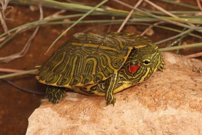 Lista animalelor pe care Uniunea Europeană le interzice. Unele sunt foarte populare ca animale de companie