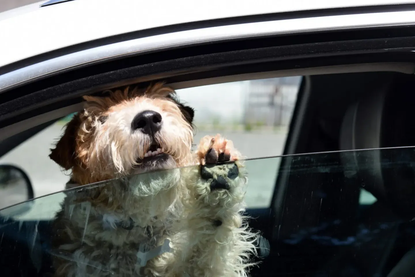 Amenzi pentru șoferii care transportă animale în mașină. Cât poți plăti dacă ții câinele sau pisica în brațe