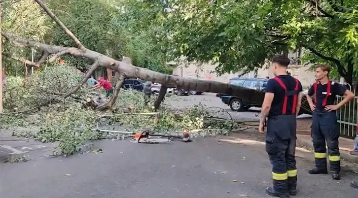 La un pas de tragedie în centrul Capitalei. Un copac s-a prăbușit din senin VIDEO