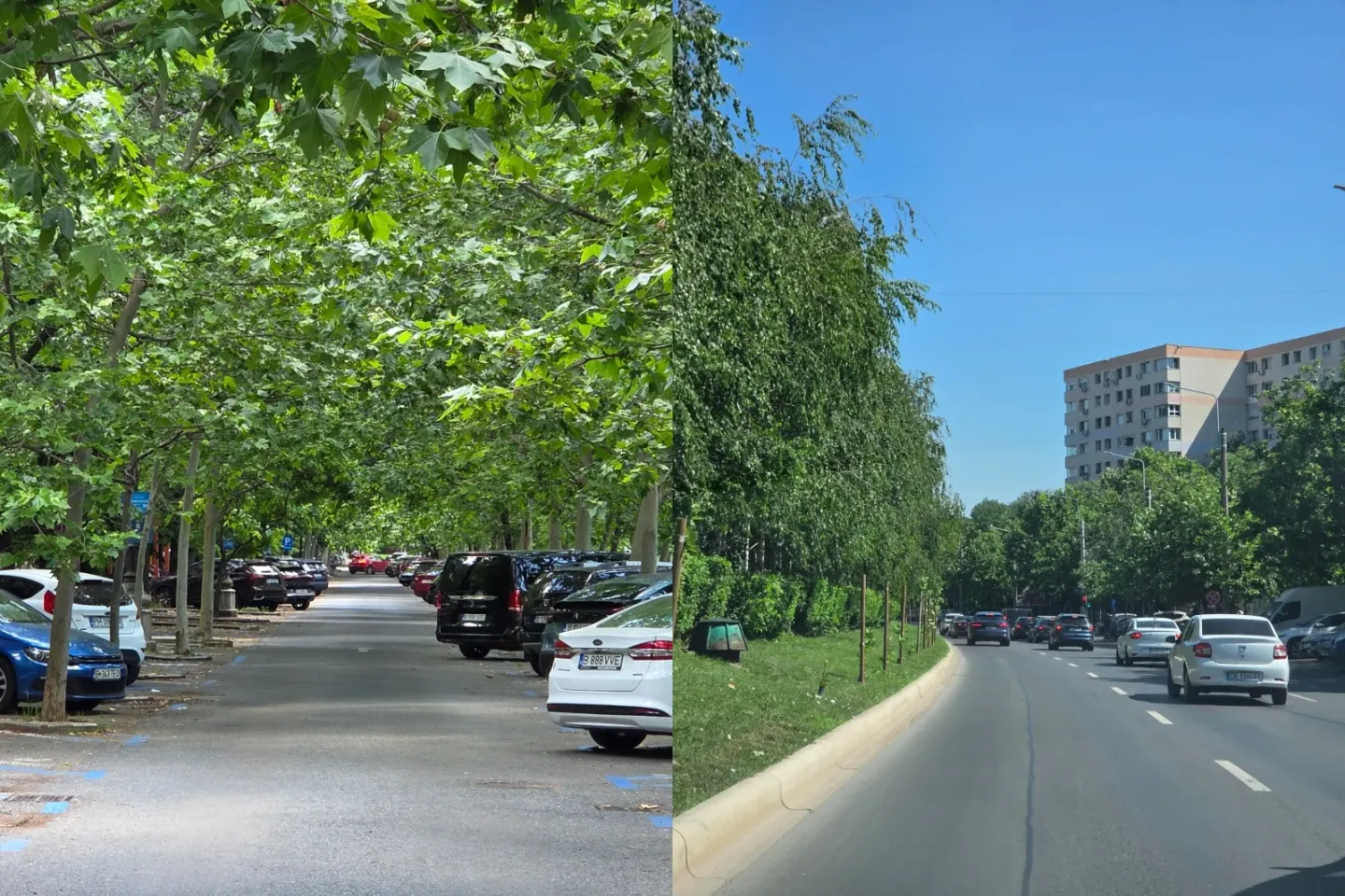 Copacii, „infrastructura” de care Bucureștiul are nevoie în verile tot mai fierbinți