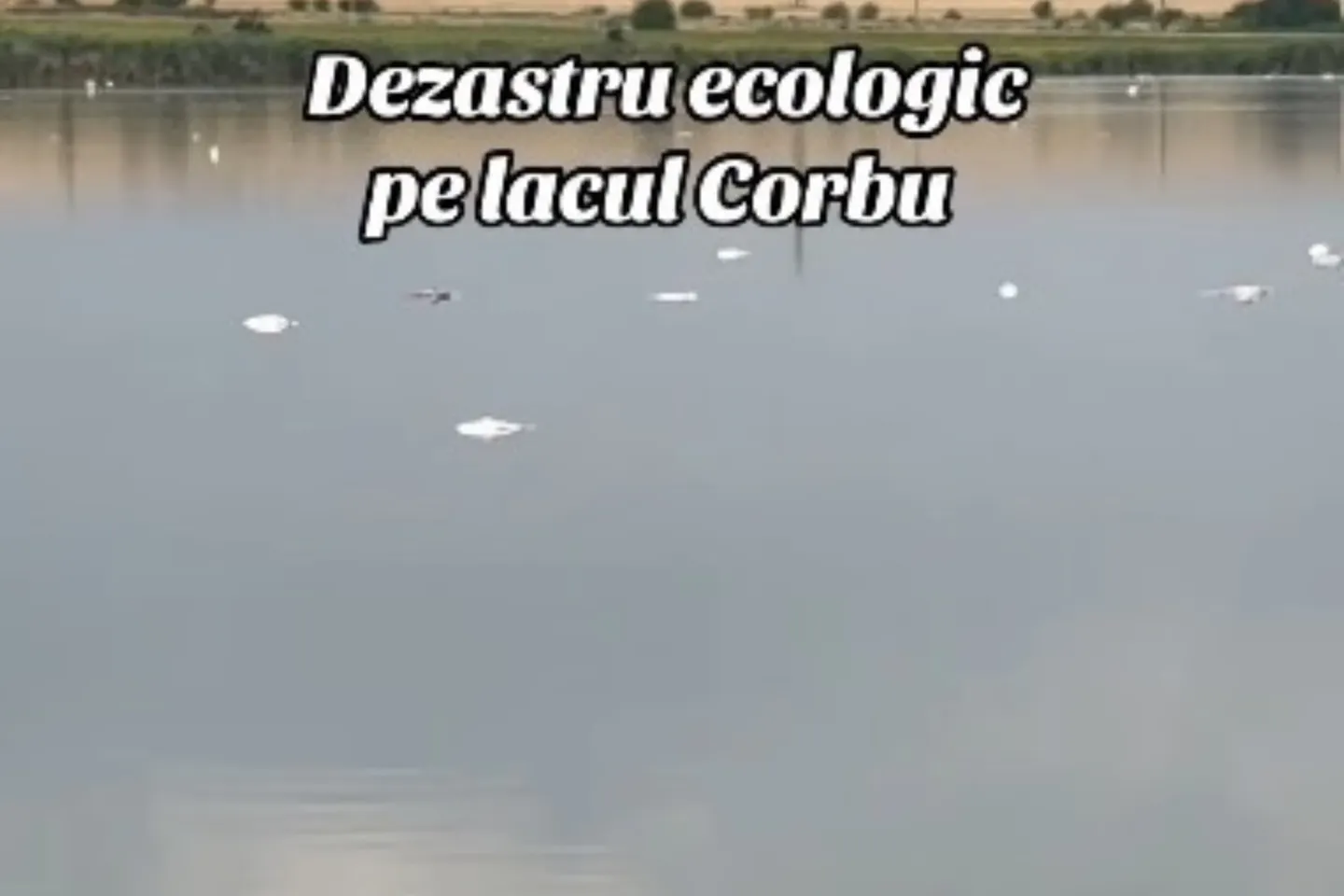 Sute de pești au murit în lacul Corbu. Autoritățile au început ancheta și analizează probele de apă și pește