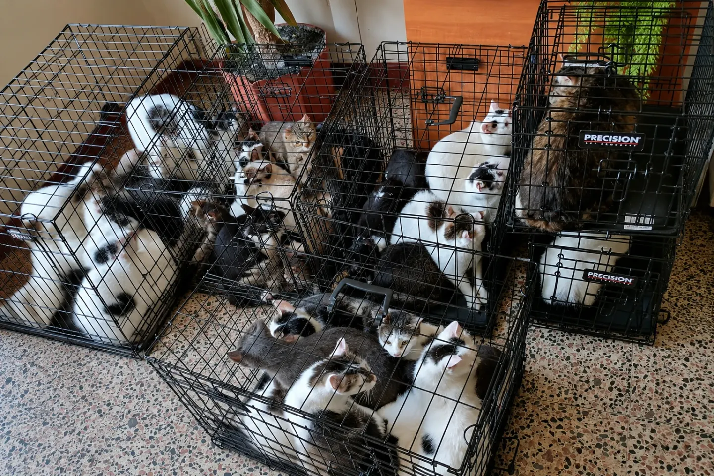 Peste 100 de pisici, găsite în condiții improprii într-un apartament din Capitală: animalele au fost relocate